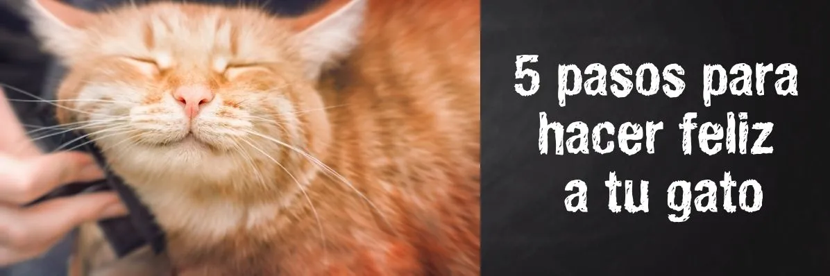 Gato feliz con consejos y trucos